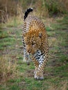 Leopard - Panthera pardus, big spotted yellow cat in Africa, genus Panthera cat family Felidae, portrait in the bush in Africa,