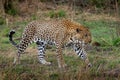 Leopard - Panthera pardus, big spotted yellow cat in Africa, genus Panthera cat family Felidae, portrait in the bush in Africa,