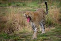 Leopard - Panthera pardus, big spotted yellow cat in Africa, genus Panthera cat family Felidae, portrait in the bush in Africa,