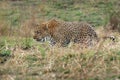 Leopard - Panthera pardus, big spotted yellow cat in Africa, genus Panthera cat family Felidae, portrait in the bush in Africa,