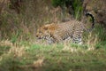 Leopard - Panthera pardus, big spotted yellow cat in Africa, genus Panthera cat family Felidae, portrait in the bush in Africa,