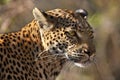 Leopard (Panthera pardus) - Botswana