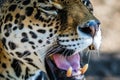 Leopard, closeup, has beautiful spotted fur