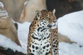 Leopard or Panthera pardus closeup
