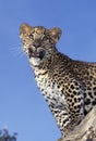 LEOPARD panthera pardus, CUB STANDING ON BRANCH Royalty Free Stock Photo