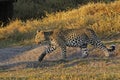 Leopard, panthera pardus, Cub walking, Moremi Reserve, Okavango Delta in Botswana Royalty Free Stock Photo