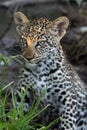 The leopard Panthera pardus, the cub. A young leopard hidden in a dark thicket Royalty Free Stock Photo