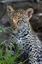 The leopard Panthera pardus, the cub. A young leopard hidden in a dark thicket