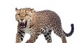 Leopard, Panthera pardus, in front of a white background