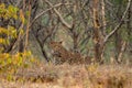 A leopard or Panthera pardus fusca stare in a green background after rainy season over from forest of central india at ranthambore