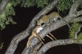 Leopard, Panthera pardus, with its prey, in a tree