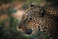 Leopard (Panthera pardus) in the Kenian savannah Royalty Free Stock Photo