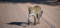 Leopard (Panthera pardus) Kgalagadi Transfrontier Park, South Africa