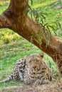 Leopard, Kruger National Park, South Africa