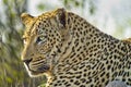 Leopard, Kruger National Park, South Africa