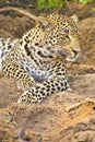 Leopard, Kruger National Park, South Africa