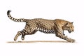 A leopard Panthera pardus leaps, viewed from the side, on a white background