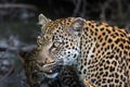 The leopard Panthera pardus,leopardess teeth bared, impending mother.Large female leopard prevents young teeth with her teeth.