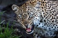 The leopard Panthera pardus,leopardess teeth bared, impending mother.Large female leopard prevents young teeth with her teeth.