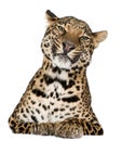 Leopard, Panthera pardus, lying Royalty Free Stock Photo