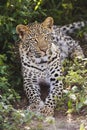 Leopard (Panthera pardus) lying in bushes Royalty Free Stock Photo