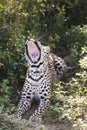 Leopard (Panthera pardus) lying in bushes yawning Royalty Free Stock Photo