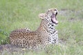 Leopard yawning while lying down Royalty Free Stock Photo