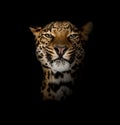 Leopard, Panthera pardus, lying in front of black Royalty Free Stock Photo