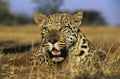 Leopard (Panthera Pardus) lying in grass on savannah Royalty Free Stock Photo