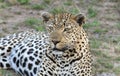 A leopard, Panthera pardus, is lying on the ground amidst green grass in South Africa Royalty Free Stock Photo