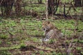 Leopard, Panthera pardus, lying on the ground Royalty Free Stock Photo