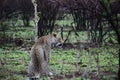 Leopard, Panthera pardus, lying on the ground Royalty Free Stock Photo