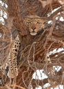 Leopard (Panthera pardus) lying on the tree Royalty Free Stock Photo