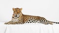 A leopard Panthera pardus lying on a white surface against a plain backgroun Royalty Free Stock Photo