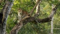 Leopard, Panthera Pardus, male, Nagarhole National park Karnataka, India