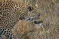 Leopard (Panthera pardus)