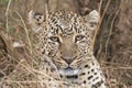 Leopard (Panthera pardus)