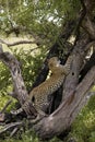 Leopard, panthera pardus, 4 Months Old Cub Clawing, Namibia