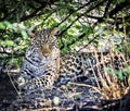 Leopard (Panthera pardus) Royalty Free Stock Photo