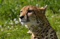 Leopard Royalty Free Stock Photo