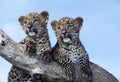 LEOPARD panthera pardus, PORTRAIT OF CUB STANDING ON BRANCH Royalty Free Stock Photo