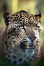 Leopard (Panthera pardus) portrait with green eyes