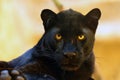 The leopard Panthera pardus portrait. Melanistic leopards are also called black panthers Royalty Free Stock Photo