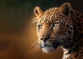 A leopard, panthera pardus, on the prowl Royalty Free Stock Photo