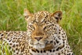 Leopard  Panthera pardus relaxing in the grass, Queen Elizabeth National Park, Uganda. Royalty Free Stock Photo