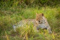 Leopard  Panthera pardus relaxing in the grass, Queen Elizabeth National Park, Uganda. Royalty Free Stock Photo