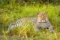 Leopard  Panthera pardus relaxing in the grass, Queen Elizabeth National Park, Uganda. Royalty Free Stock Photo