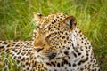 Leopard  Panthera pardus relaxing in the grass, Queen Elizabeth National Park, Uganda. Royalty Free Stock Photo