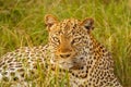 Leopard  Panthera pardus relaxing in the grass, Queen Elizabeth National Park, Uganda. Royalty Free Stock Photo
