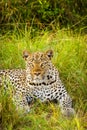 Leopard  Panthera pardus relaxing in the grass, Queen Elizabeth National Park, Uganda. Royalty Free Stock Photo